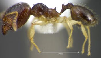 Media type: image;   Entomology 35193 Aspect: habitus lateral view